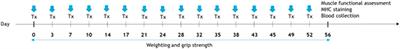 Fetal muscle extract improves muscle function and performance in aged mice